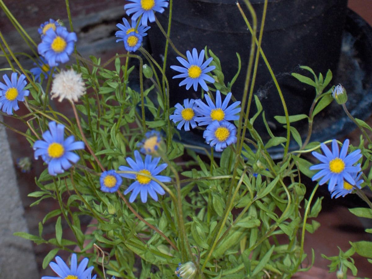 50 Seeds- Felicia Blue Daisy Flower Seeds For Platning, Grow Year Round. - Seeds Ville