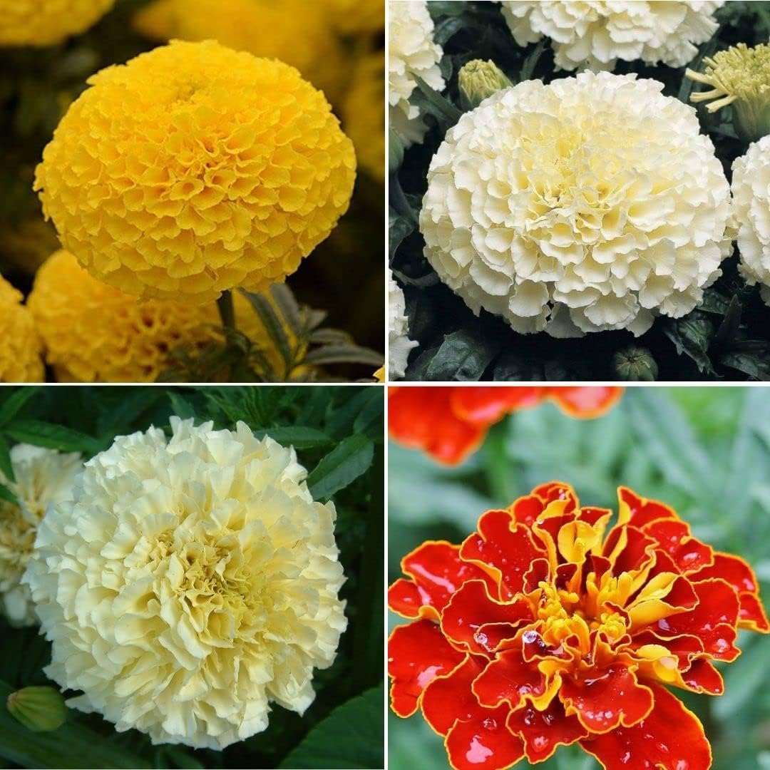 Marigold yellow, white, Vanilla, French flower seeds plants for home garden 50 Seeds Each Variety 200+ Seeds Total - Seeds Ville