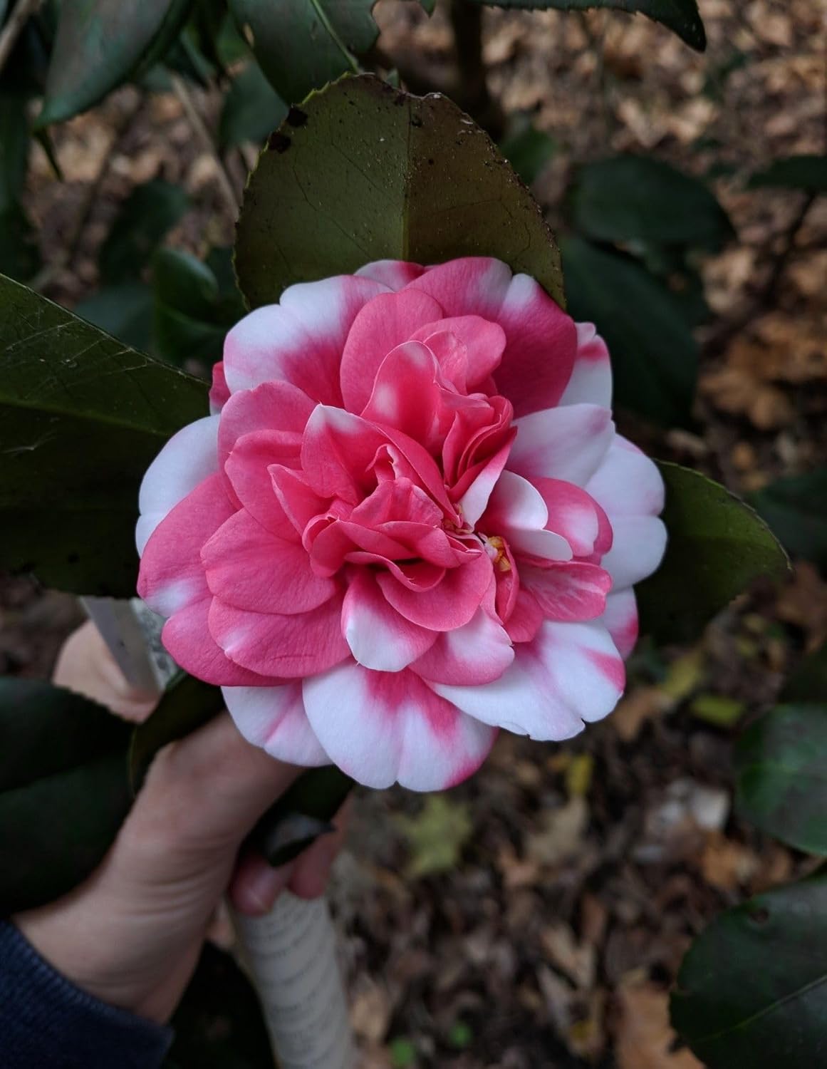 Camellia Flower live Plant-C04M - Seeds Ville