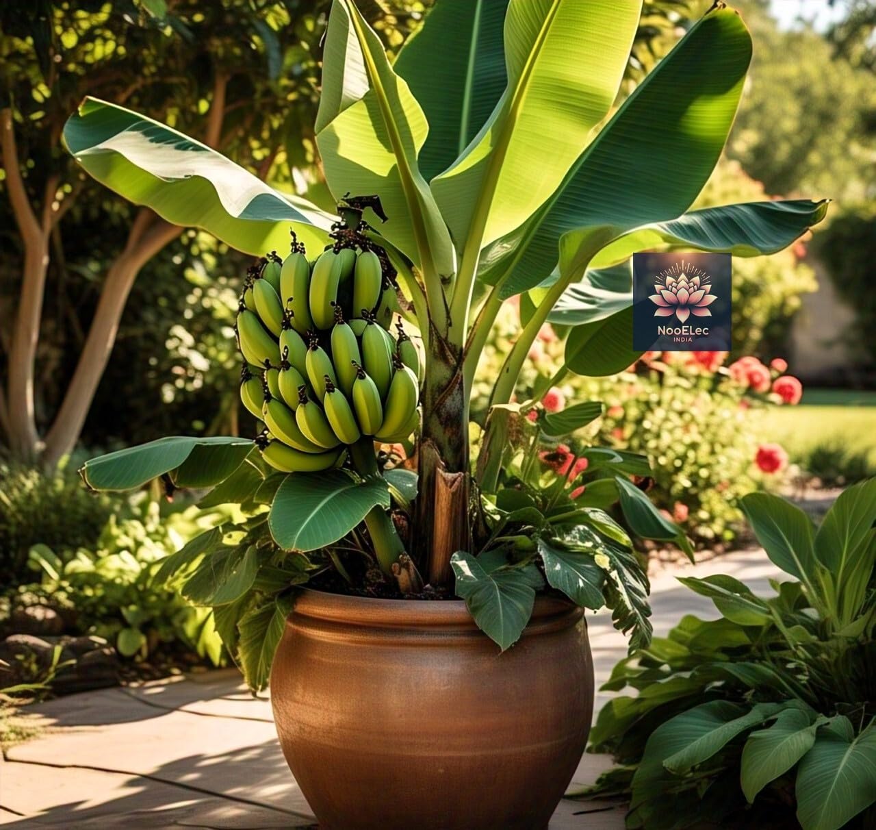 BlimBurn Dwarf Banana Seeds for Planting - 40+ Hybrid Seeds for Indoor/Outdoor Grow, Fast Growing, Easy Care, Year-Round Fruit Production - Seeds Ville