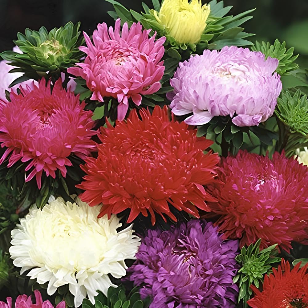 Aster Flower Seeds (Peony Duchess) - Mix 30 Seeds - Seeds Ville