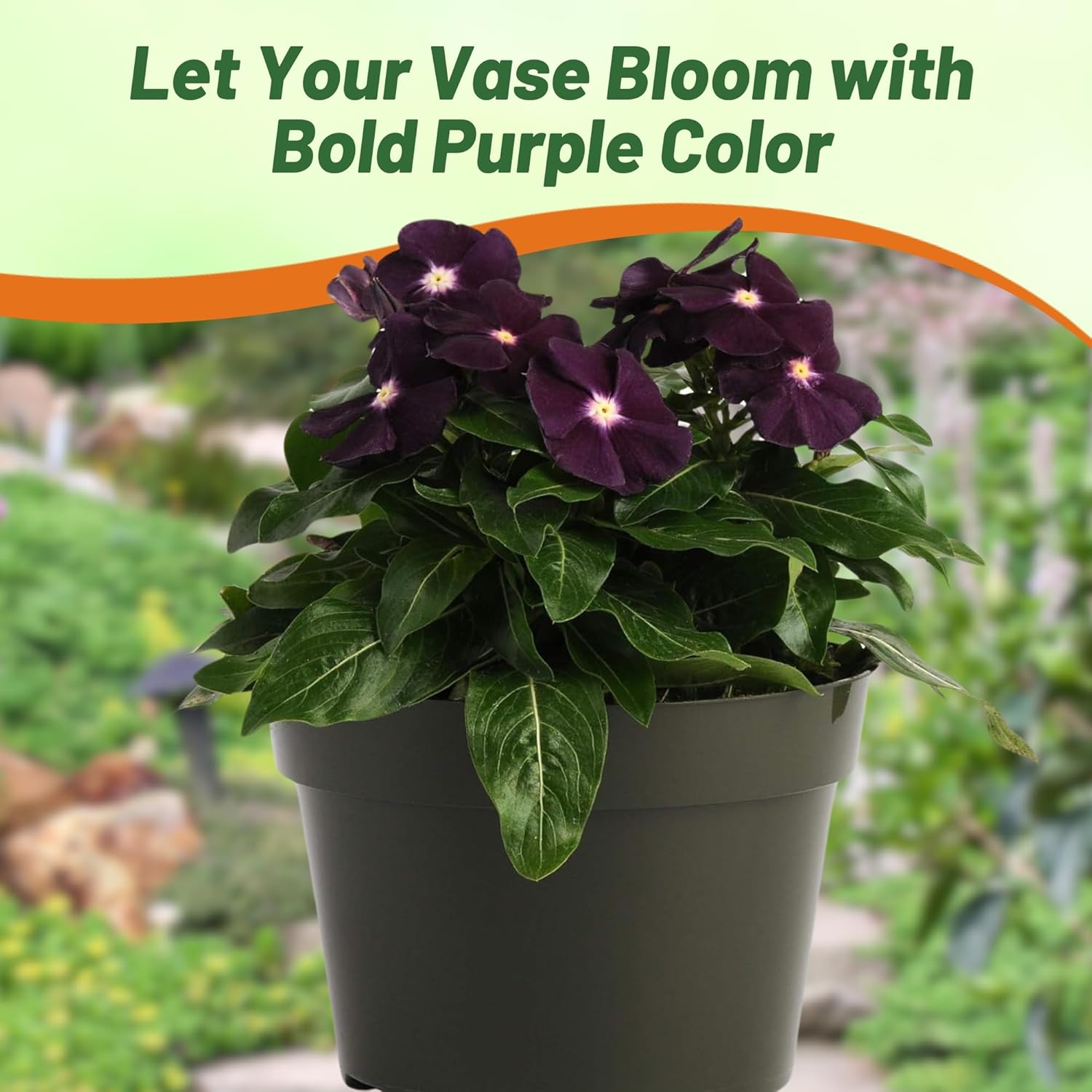 Seeds Ville 50 Seeds Annual Vinca Periwinkle BlackBerry Sadabahaar Ground Cover & Flower Seed for Planting - Seeds Ville