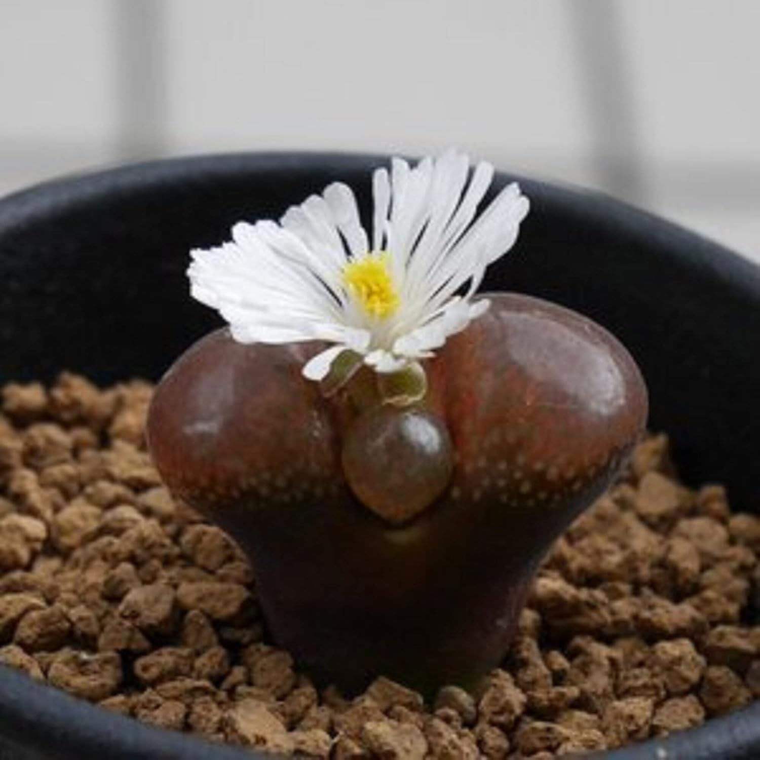 outdoor succulent seeds 35+ Seeds- All Seasons