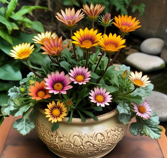 Gazania Flower Hybrid Seeds Mix (50 Pack) - Grow Year Round, Easy Care African Daisies, Colorful Blooms - Seeds Ville