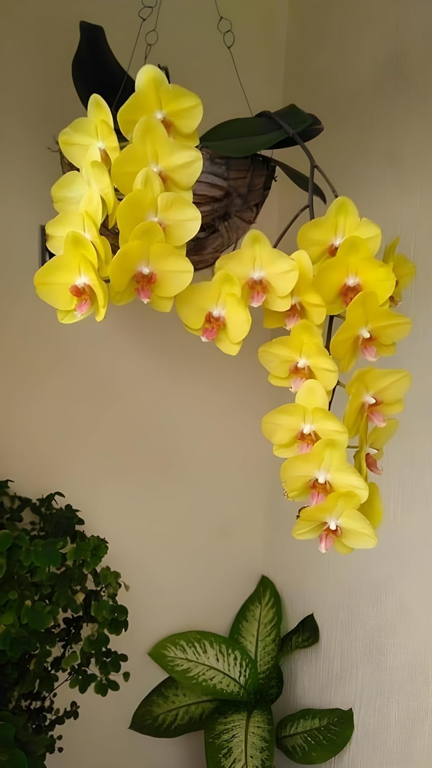 Rare Yellow Orchid Live Plant, Dendrobium Variety, 1 Pack