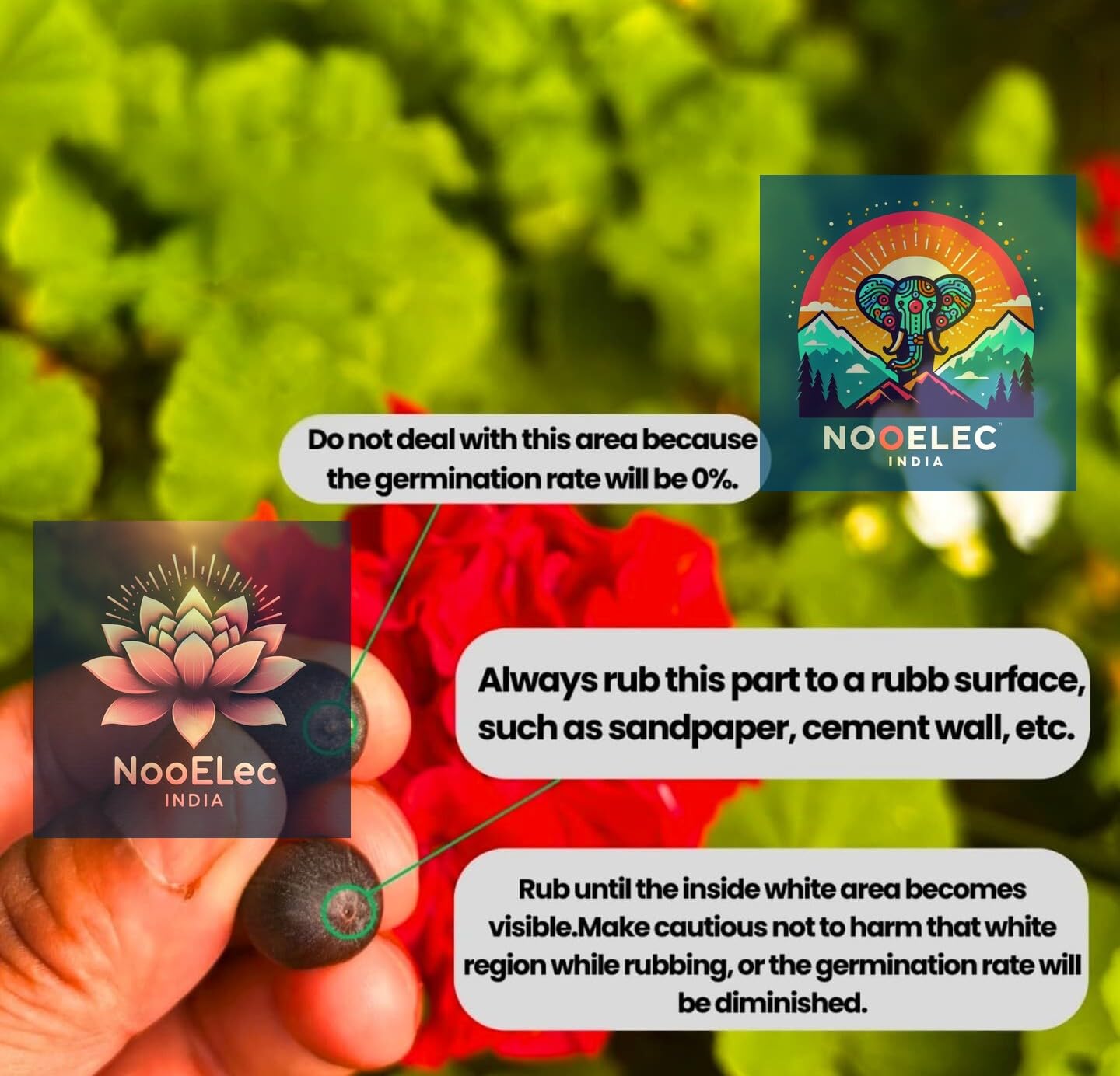 NooElec Seeds India 60 SEEDS- Rainbow Bowl Lotus Seeds, Mixed Colors, Indoor/Outdoor, Low Maintenance, Year-Round Bloom. - Seeds Ville