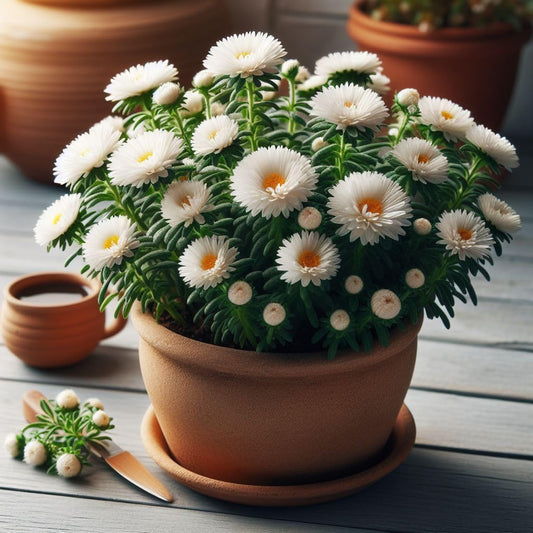 55+ Seeds- Dwarf HYBRID White Aster Flower Seeds For Home Garden-Heavy Bloomer Hybrid Plant Seeds - Seeds Ville