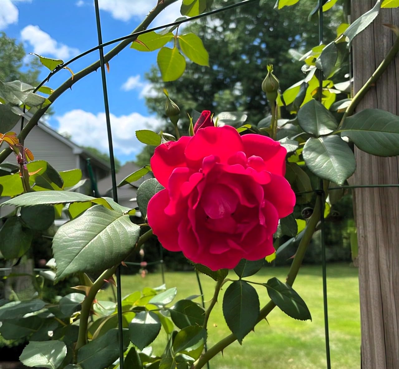 160+ SEEDS- Climbing Rose Mix Flower Seeds Pack - Hybrid, Year-Round Blooms, Minimal Care - Seeds Ville