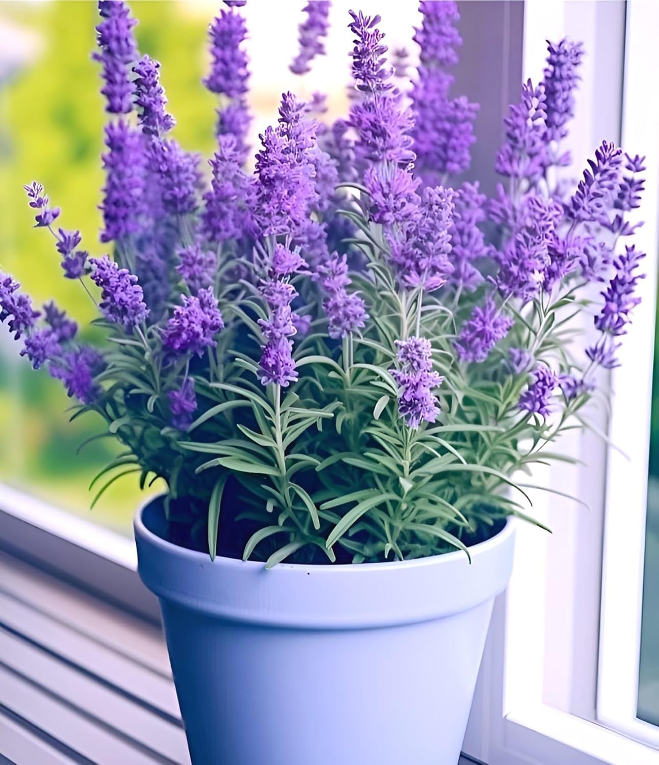 live lavender plant indoor Live Purple Lavender Plant in Black Pot | All Season Fragrant Flowering Tree