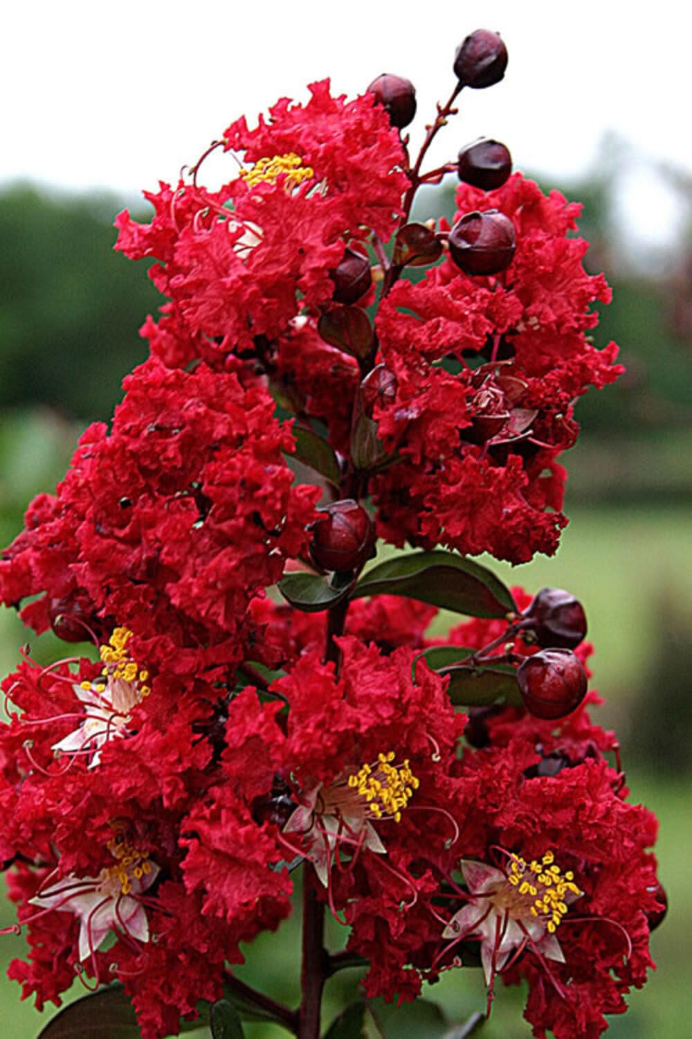Legerstomia Red Crape Myrtle Furush Flower Live plant(Plant Height -1.5 Ft- 2 Ft) - Seeds Ville