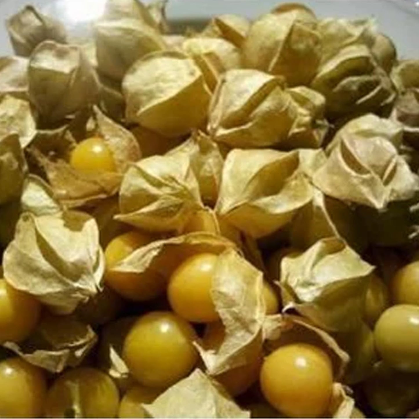 50 seeds Ground Cherry aka Strawberry Husk Tomato Physalis Pruinosa Tomatillo - Seeds Ville
