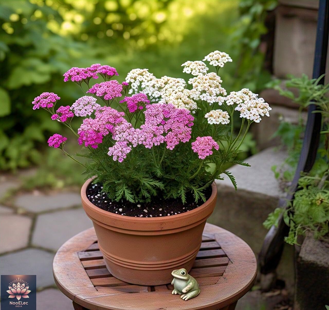 100+ SEEDS- All Seasons Yarrow Flower Mix Seeds - Easy to Grow, Year-Round Bloom, Vibrant Colors - Seeds Ville