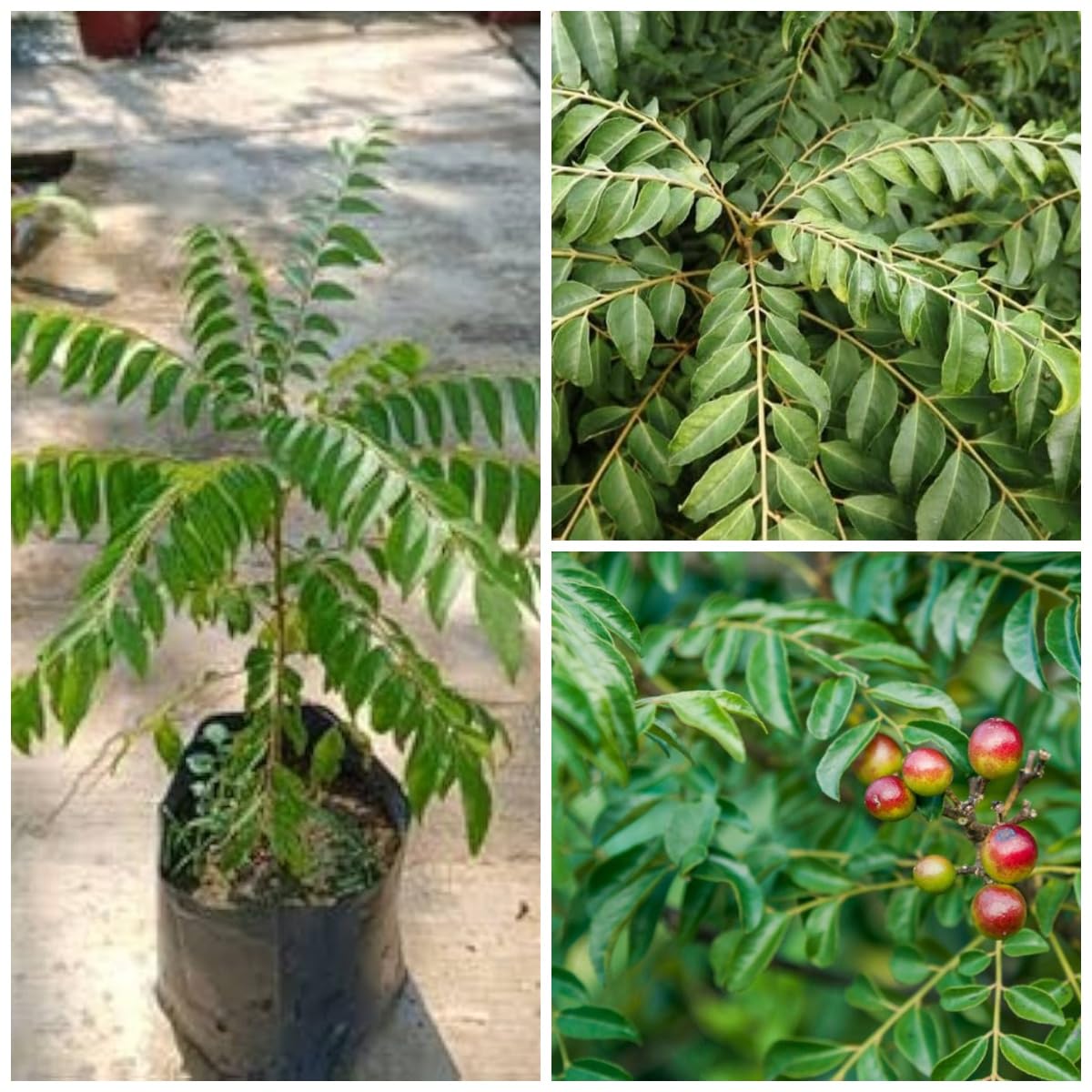 Live Tej Patta, Tamalpatra, Indian Bay Leaf Plant/size 18 to 24 Inches / 1 Healthy Spice Plant CF_22