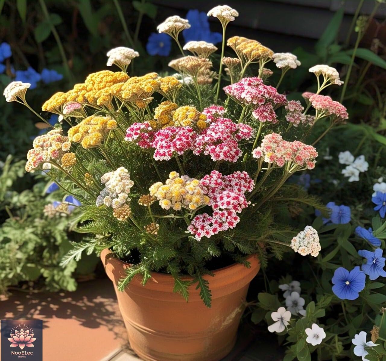 100+ SEEDS- All Seasons Yarrow Flower Mix Seeds - Easy to Grow, Year-Round Bloom, Vibrant Colors - Seeds Ville