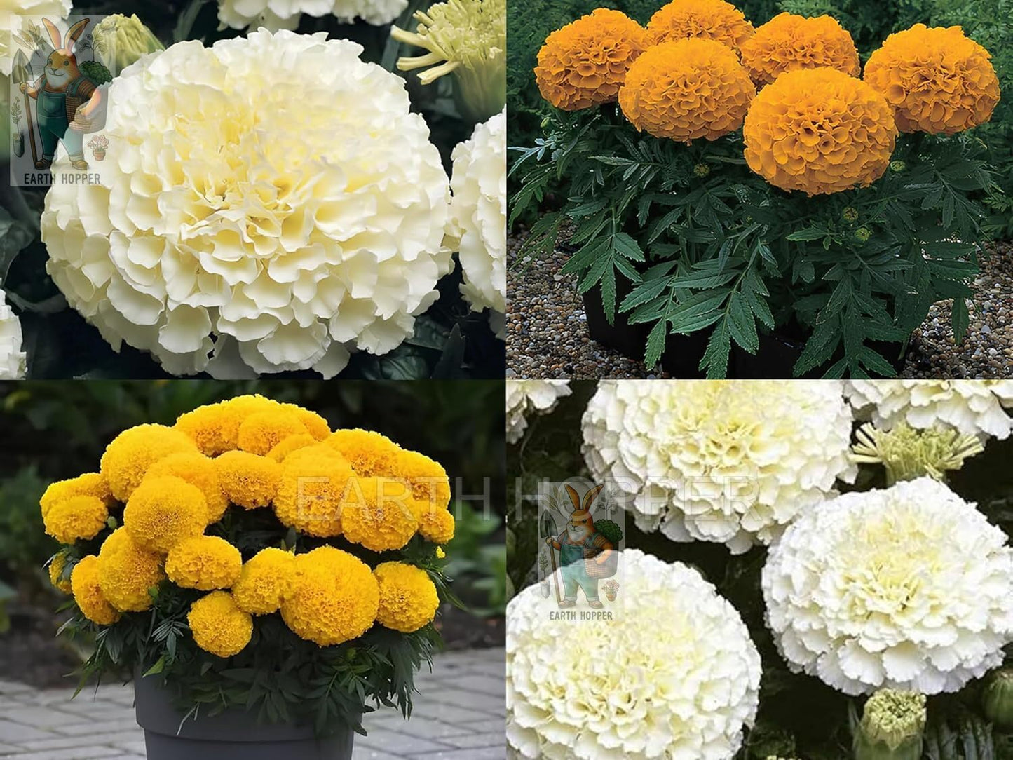 Low Maintenance Hybrid Flower Seeds Combo Pack- All Year Flower Seeds Supply (15 VARIETIES) - Seeds Ville