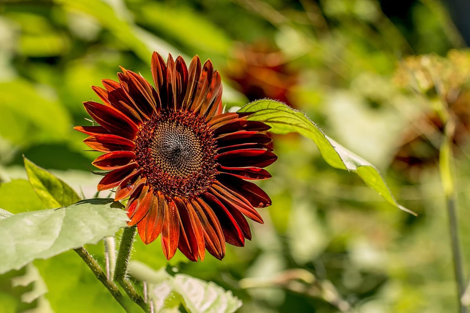 1000+ Sunflower Seeds for Planting Heirloom Non-GMO, Bulk Package of 15 Varieties Mix Seeds - Seeds Ville