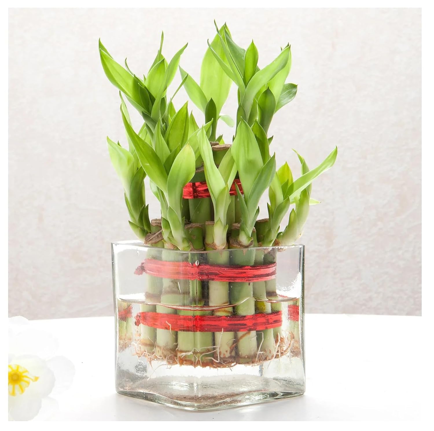 glass vase for money plant SPHINX Square Decorative Glass Vase for Flowers Live Plants Bamboo Mon –  Seeds Ville