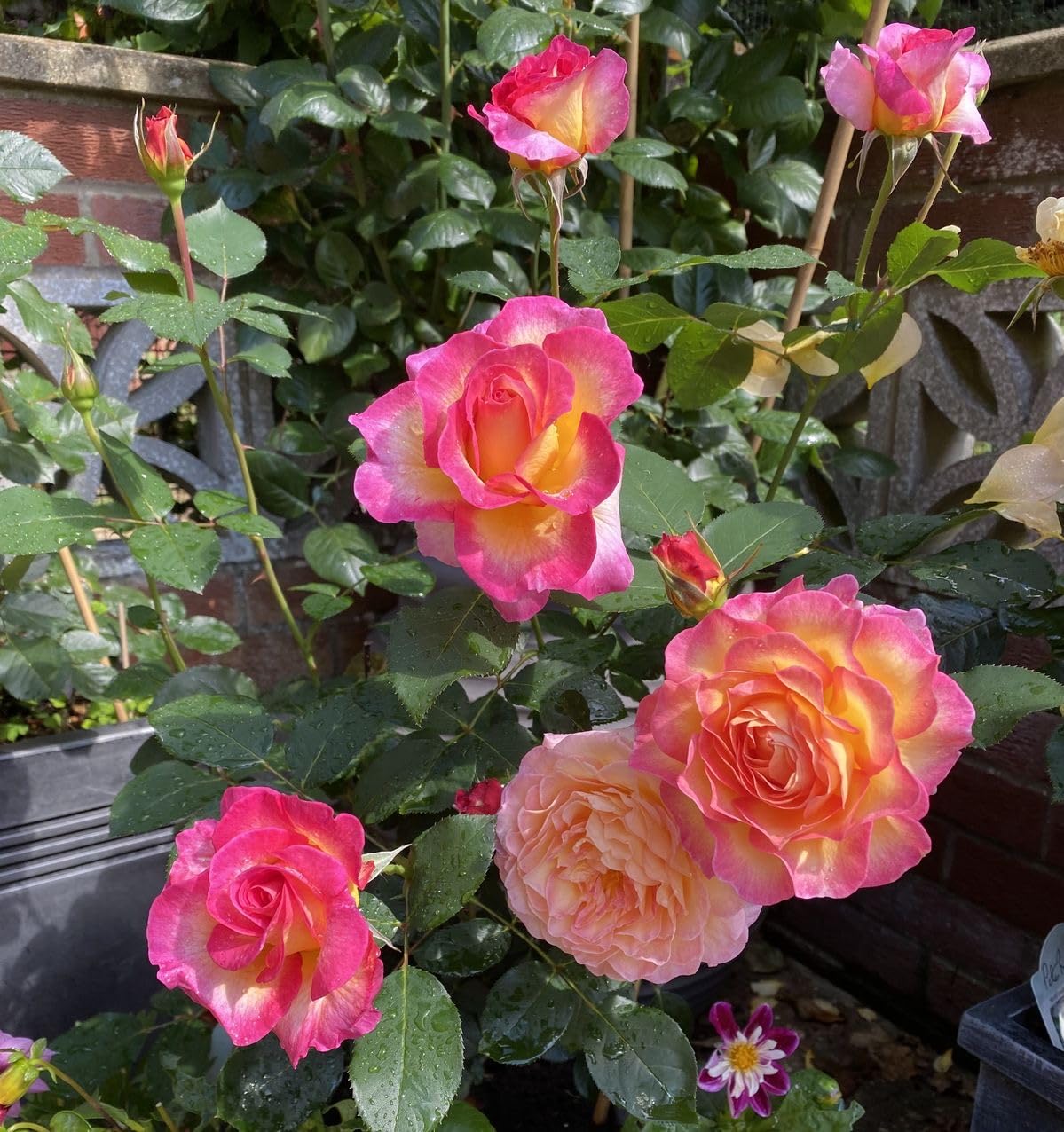 Imported Climbing Rose Flower seeds for Home and Kitchen Gardening Pack 80 to 100 seeds (MIXEDCOLOR SHADE-3)