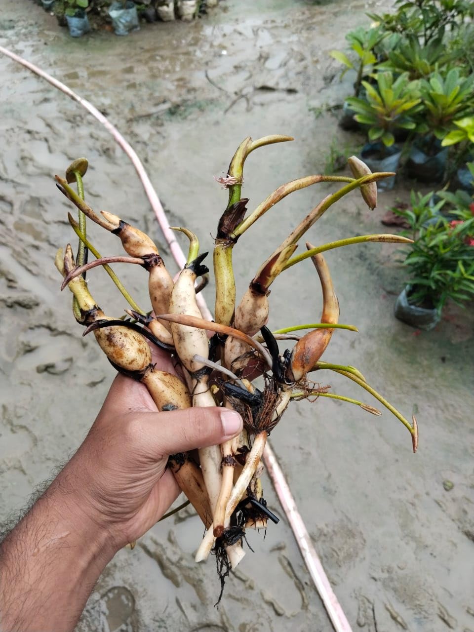 Lotus Flower (Tuber) Original Bharati Tropical White Variety Live Plant And All Season Flowers Pack Of 1