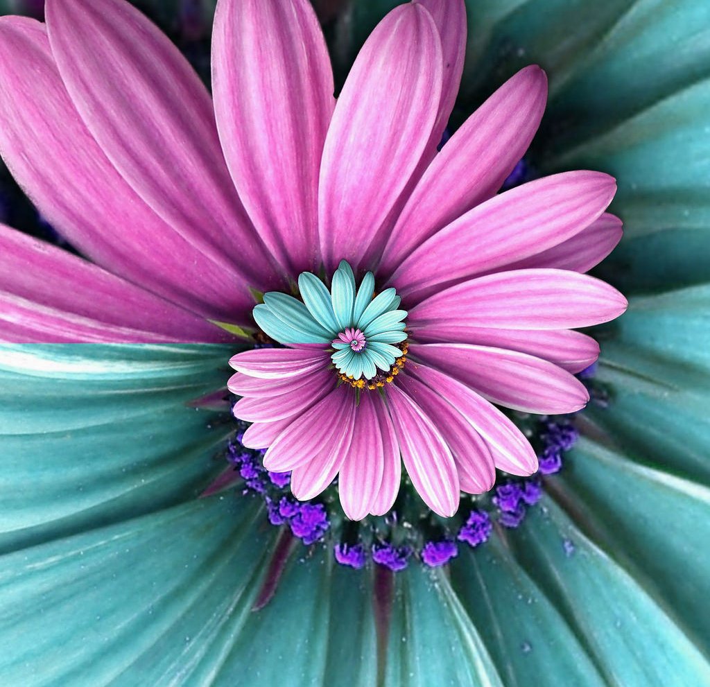 Miracle Daisy seeds - Purple and Blue - 30 Pcs - Seeds Ville