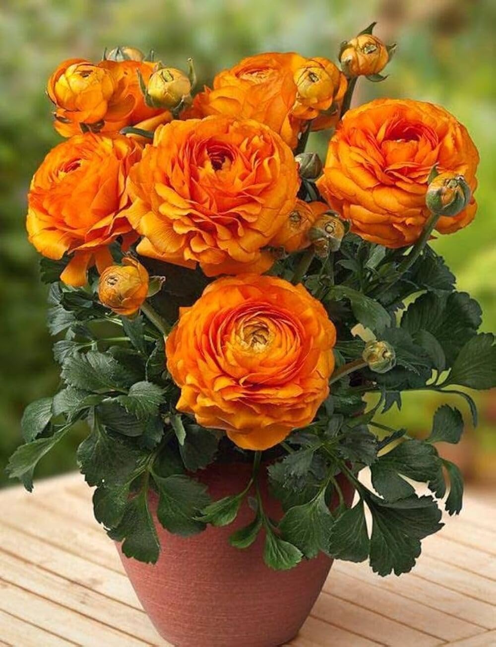 65+ Seeds- Ranunculus Persian Buttercup Flower Seeds, All-Season, Low Maintenance & Air Purifying Flowers | Perfect for Home Garden, Balcony & Pots (ALL MIX) - Seeds Ville