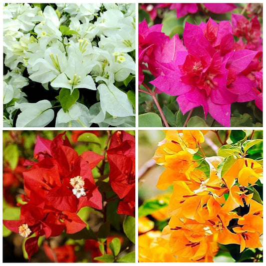 Combo Red, Yellow, White & Pink Colour Bougainvillea Kagoj Ful Shrubs Flower Live Plants & Tree (Pack of 4 Colour) - Seeds Ville