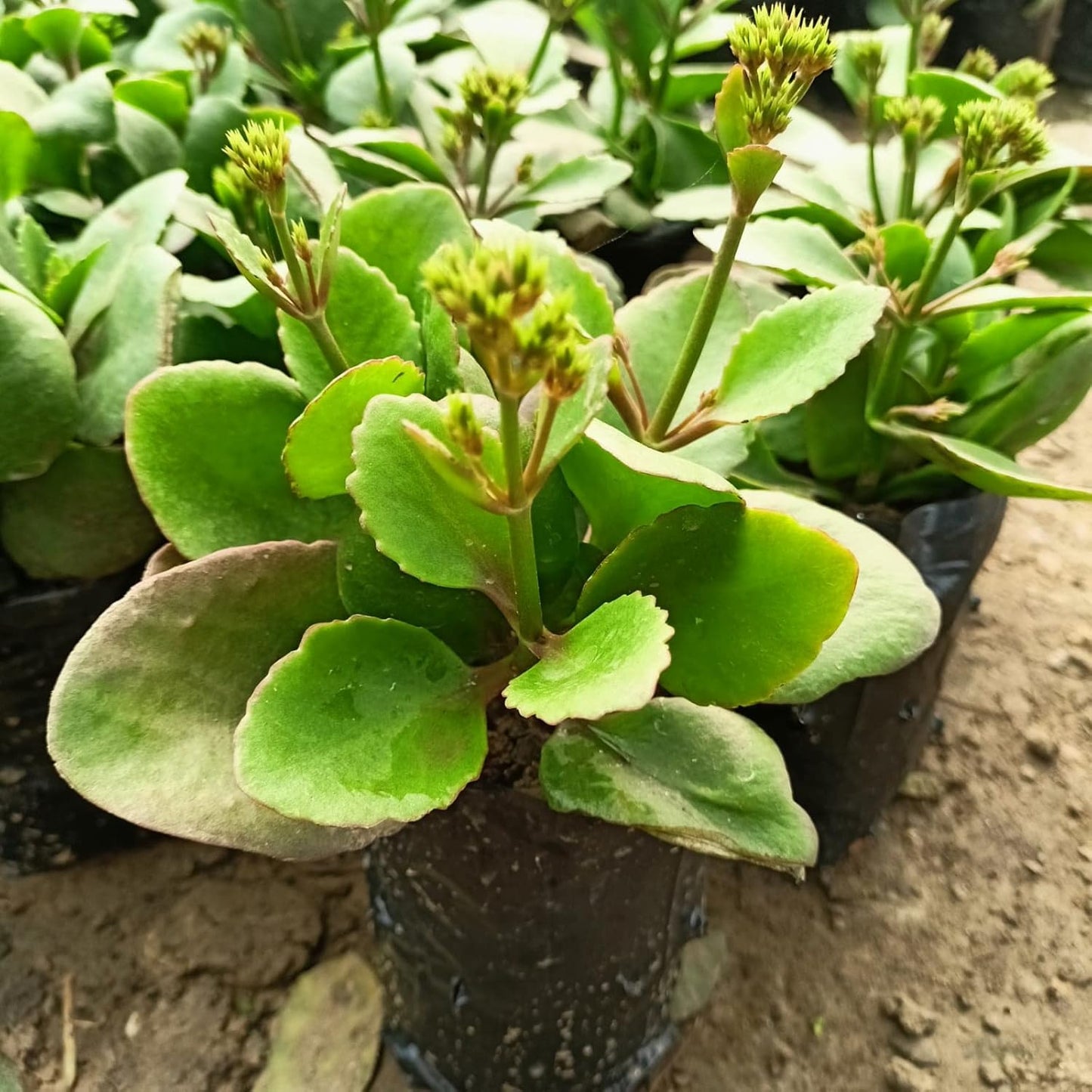 HYBRID RED KALANCHOE LIVE PLANT(PACK OF-1) - Seeds Ville