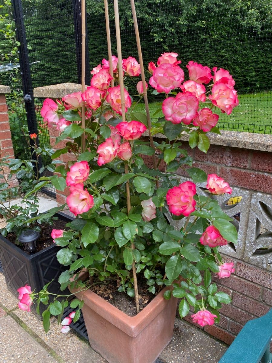 Imported Climbing Rose Flower seeds for Home and Kitchen Gardening Pack 80 to 100 seeds (MIXEDCOLOR SHADE-3)