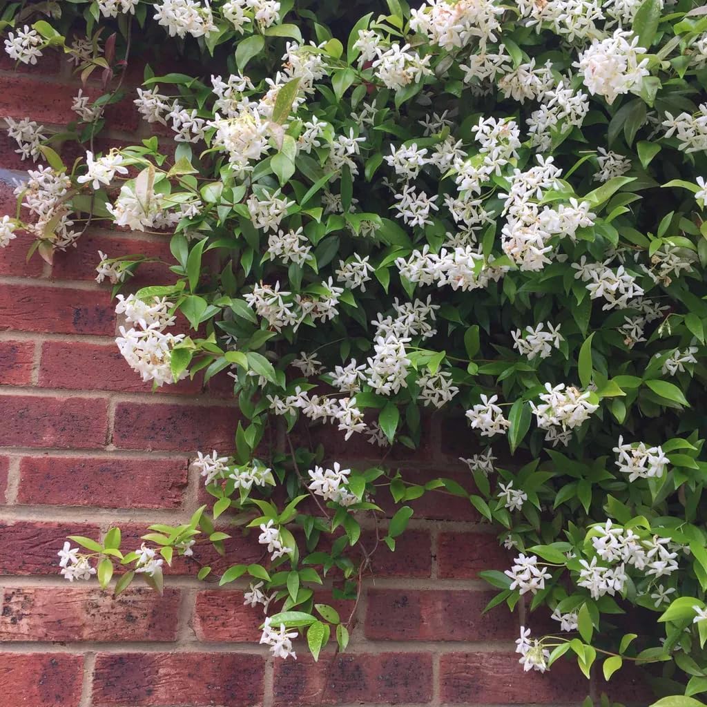 Bahan Traders Live Root Jasmine Plant Highly Fragrant Bela/Jui Flower Plants Live White Mogra/Jasminum sambac/Arabian Jasmine with Grower's Pot/Bag For Home Garden (Pack Of 1) - Seeds Ville