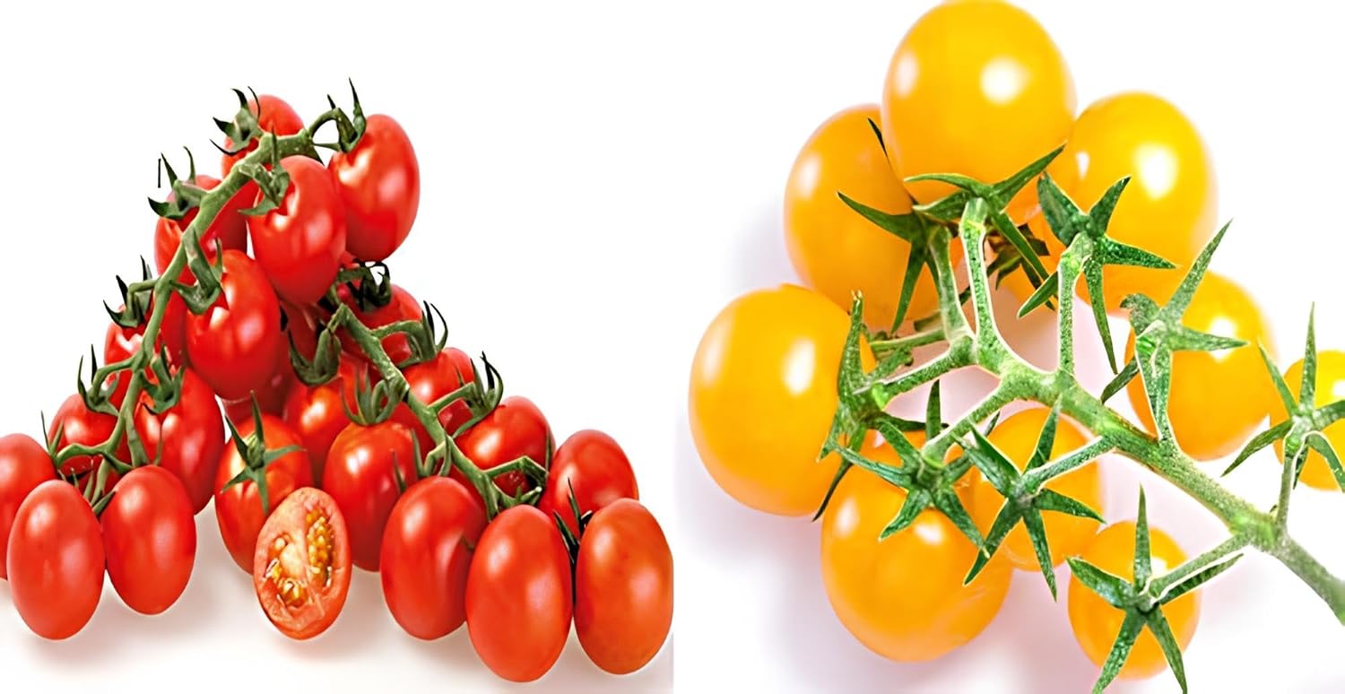 BlimBurn 150+ Pcs- Mini Cherry Tomato Seeds Combo Pack - Organic Seeds - Black, Red & Yellow. 50 Seed Each Variety. - Seeds Ville