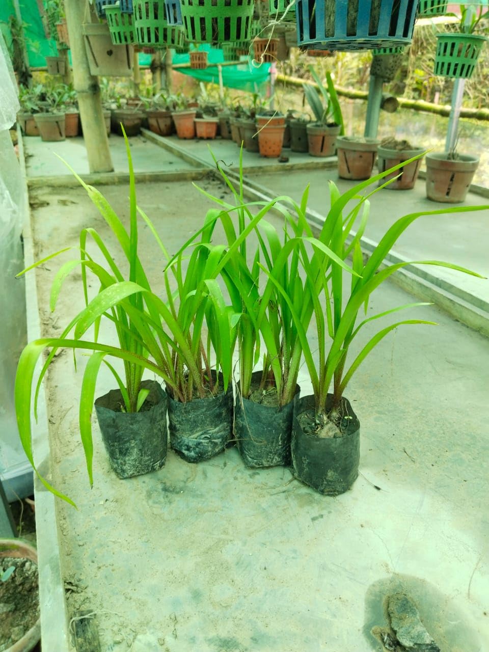 Rajanigandha Tree Live Plant, Pink Flowering, Weather Resistant Garden Plant, Pack of 4