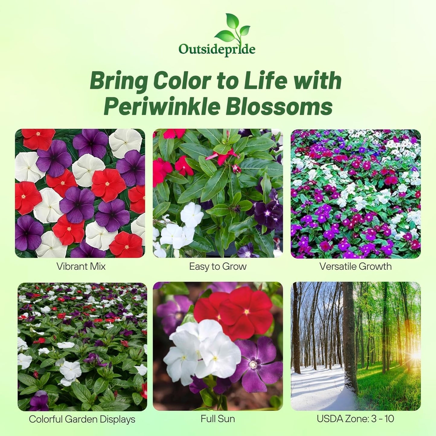 Outsidepride 50+ Seeds- Vinca Periwinkle American Pie Garden Flower, Ground Cover, & Container Plant Mix - Seeds Ville