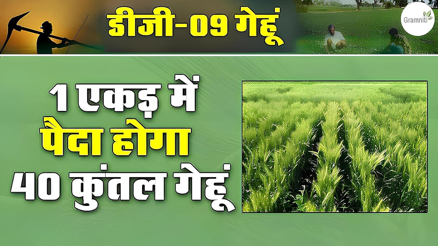 DG 09 ISRAEL GEHU SEEDS- HIGH YIELD SEEDS - 40 QUINTAL CROP IN 1 ACRE (15 KG) - Seeds Ville