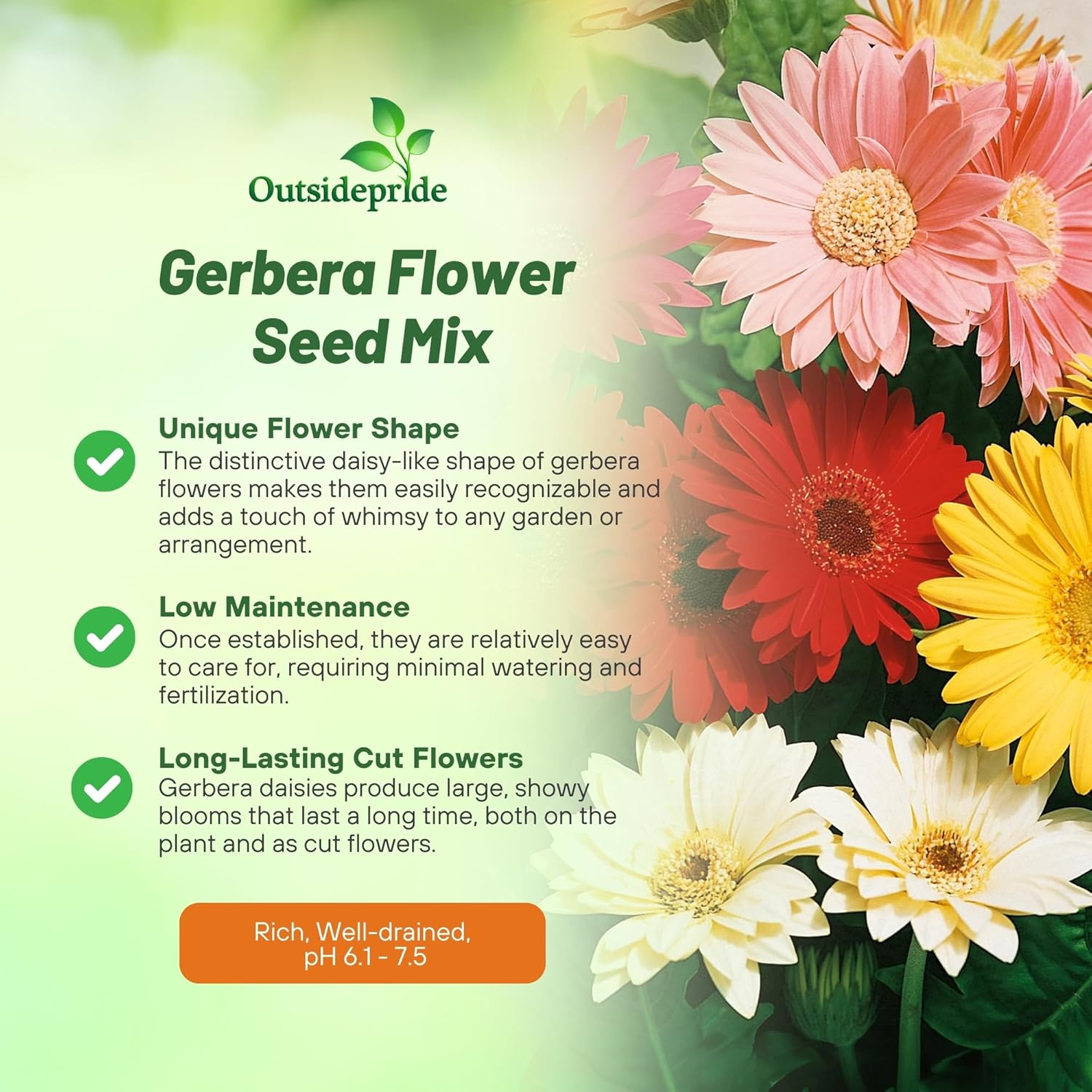 1 , A) 100 Seeds : Outsidepride Gerbera Mix - 100 Seeds - Seeds Ville