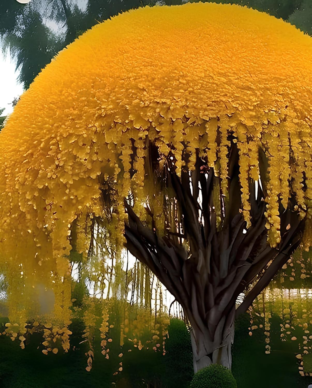 NooElec Seeds India 50+ SEEDS- All Seasons Exotic Hybrid Flower Seeds For Planting (BLUE ASTER POM POM) - Seeds Ville