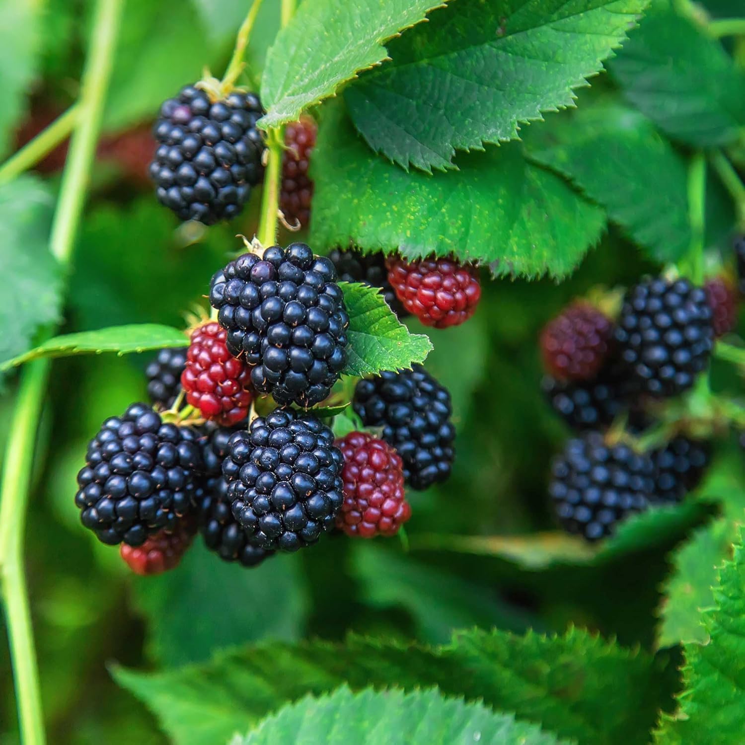 25+ SEEDS- Organic Jumbo Thornless Blackberry Seeds For Planting Home  Garden- Pre-Stratified
