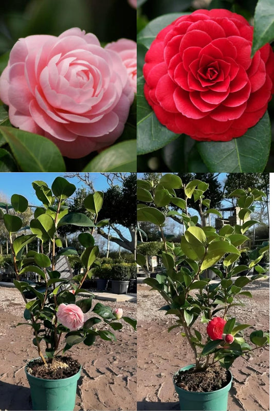 Zxxyanbi Live Rare (Combo-2) Camellia Red+Pink Perfection flower Live Plant Rare Hybrid (Height 1.5-2 Feet) Original Rare Live Flower Plant for Home Garden Balcony Bush Indoor Outdoor Shrubs Tree - Seeds Ville
