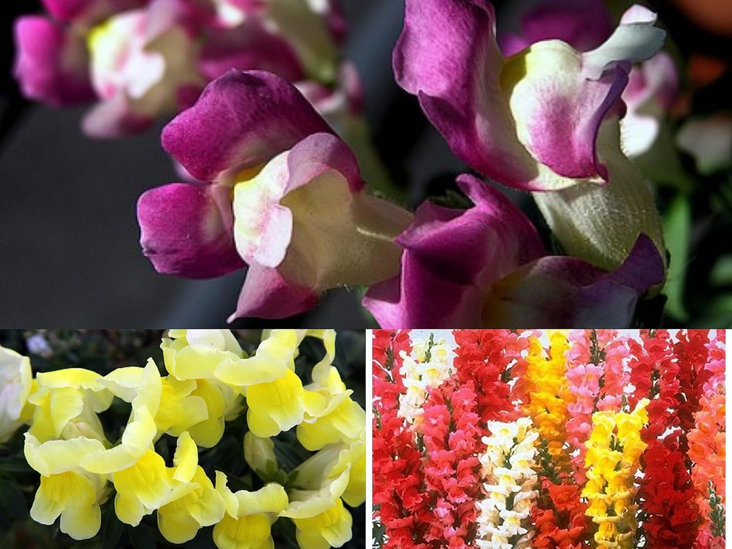 ALL SEASONS SNAPDRAGON GIANT SIZE MIXED COLORS 25 SEEDS - Seeds Ville