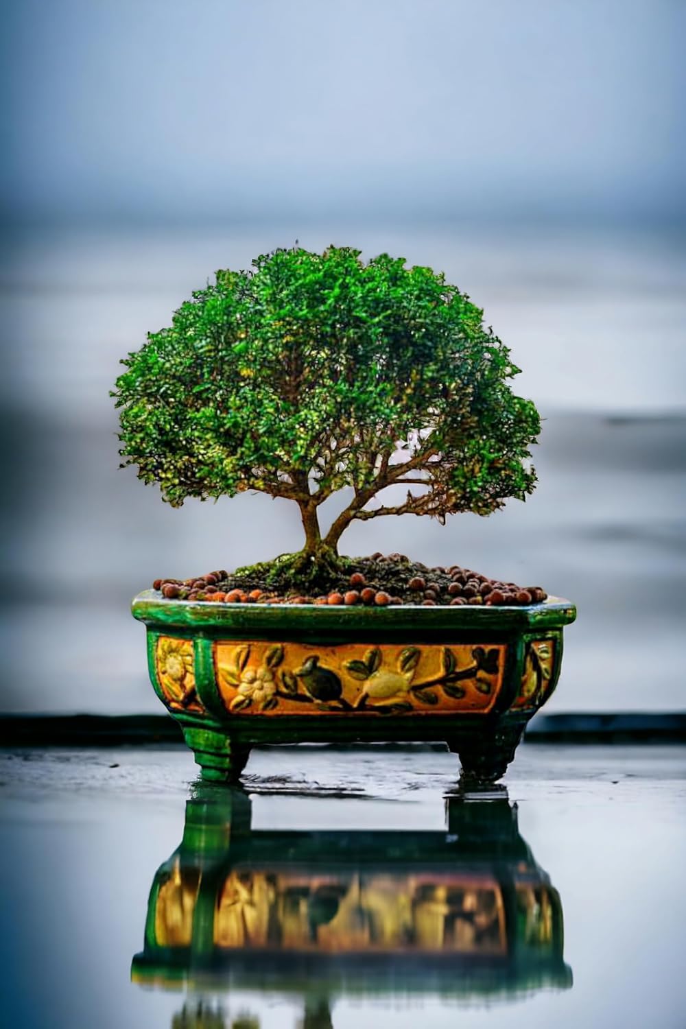 Chinese banyan tree bonsai live plant, Kamini bonsai Oxygen Live Plant For Indoor Home Dacoration With Pot (Pack of 1)