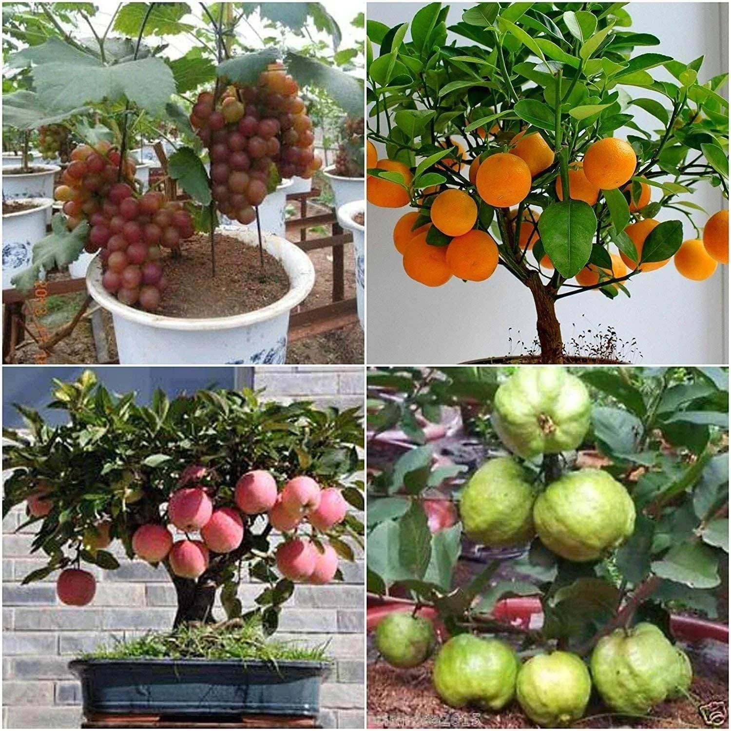 Hybrid Dwarf Fruit Seeds Combo Pack Apple, Grape, Guava, Orange 5 Seeds Each- Grow Indoor & Outdoor - Seeds Ville