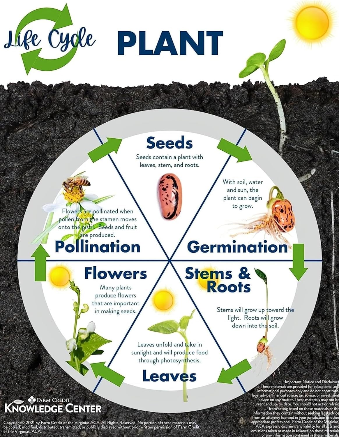 Gardenia Blossom Flower Seeds, 35+ Seeds for Planting Home Garden, Grow Indoor & Outdoor - Seeds Ville