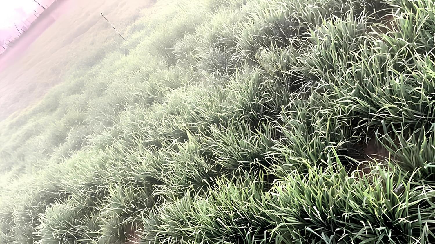 Urban Eden High Yield Wheat Grass Seeds (DG 09 Israel Variety) - Fast Growing for Maximum Harvest | Ideal for Juicing, Fodder & Commercial Farming (1.9 KILOGRAMS) - Seeds Ville