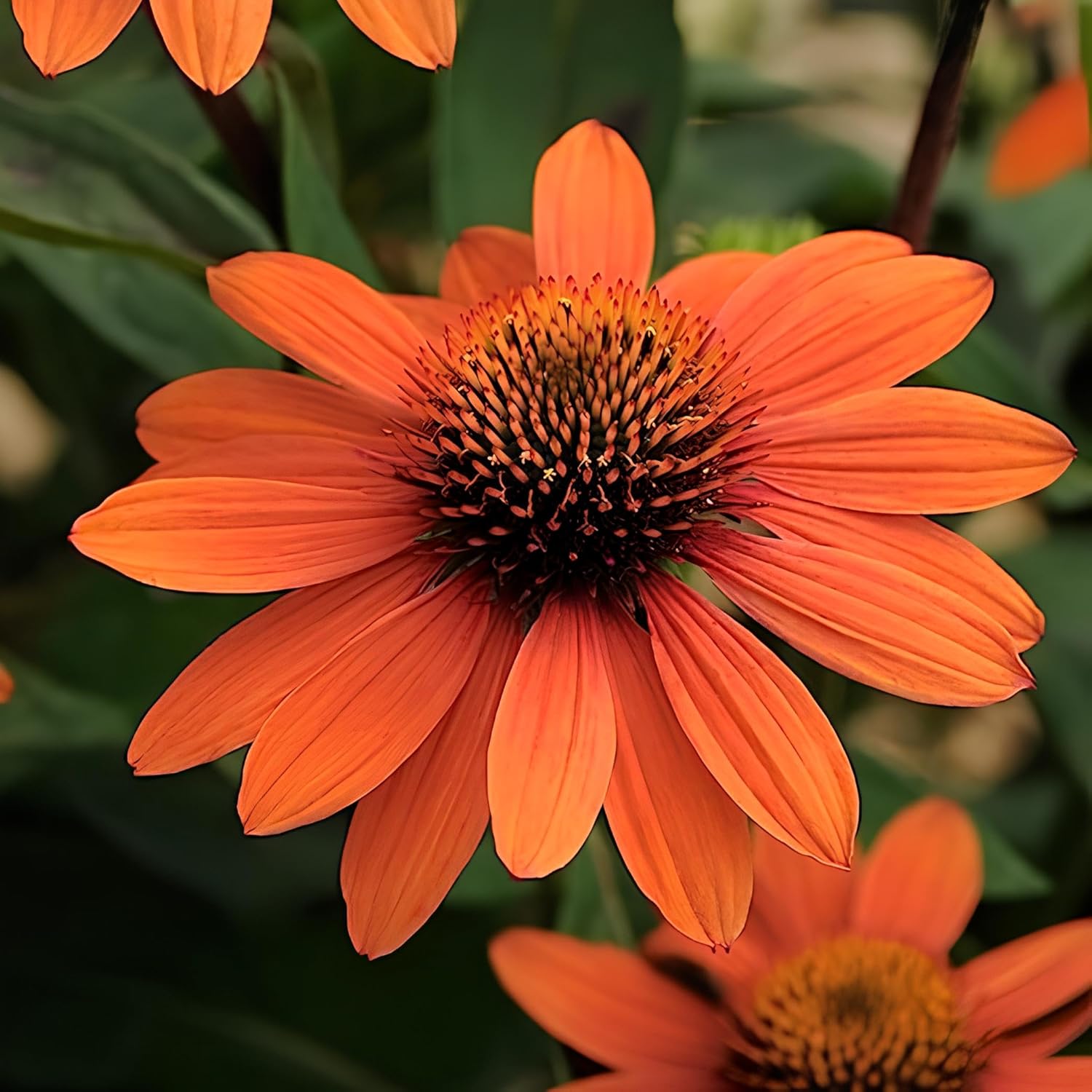 35 Seeds- Echinacea Sombrero Adobe Orange(Coneflower)-Rudbeckia Striking Landscaping Plant Flower Low-Maintenance - Seeds Ville