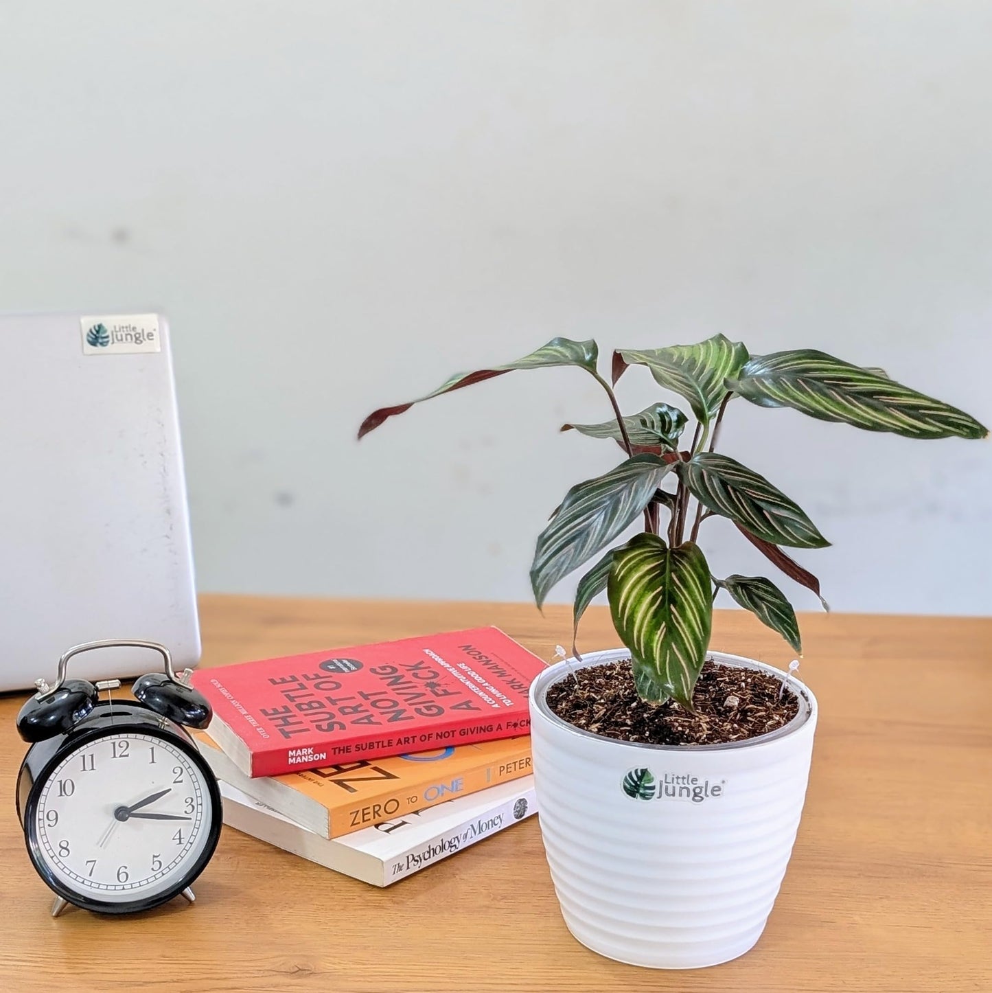 LittleJungle Calathea Rattlesnake Plant - Live Plant with 5.5 Inches White Decor Pot | Indoor Plants For Home | Prayer Plant | Live Plants Indoor | Air Purifying Plant | Live Plant For Home Decor |