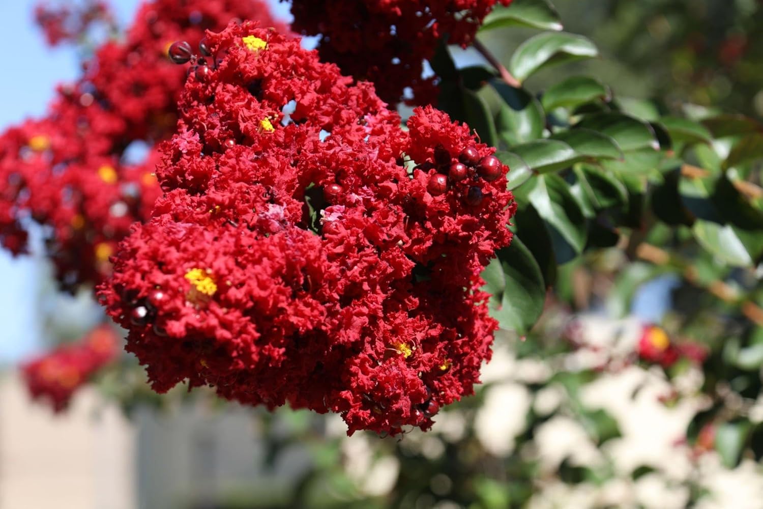 Legerstomia Red Crape Myrtle Furush Flower Live plant(Plant Height -1.5 Ft- 2 Ft) - Seeds Ville