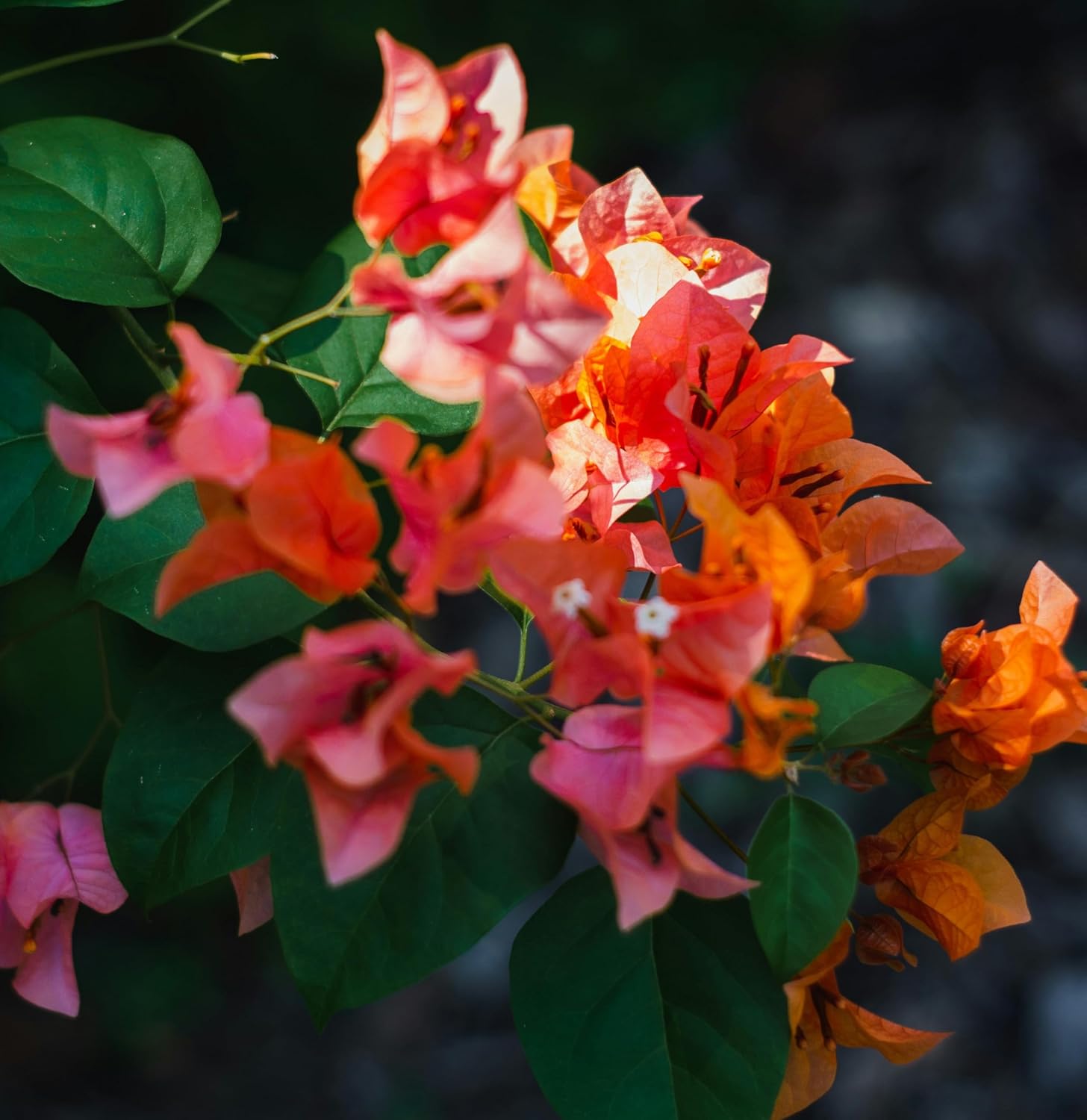Bougainvillea Bonsai Dwarf Live Plant for Landscaping (Pack of 1) - Seeds Ville