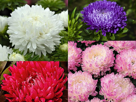 NooElec Seeds India 50+ SEEDS- All Seasons Aster Peony Mix Flower Seeds For Planting Home Garden.4 Colours - Seeds Ville