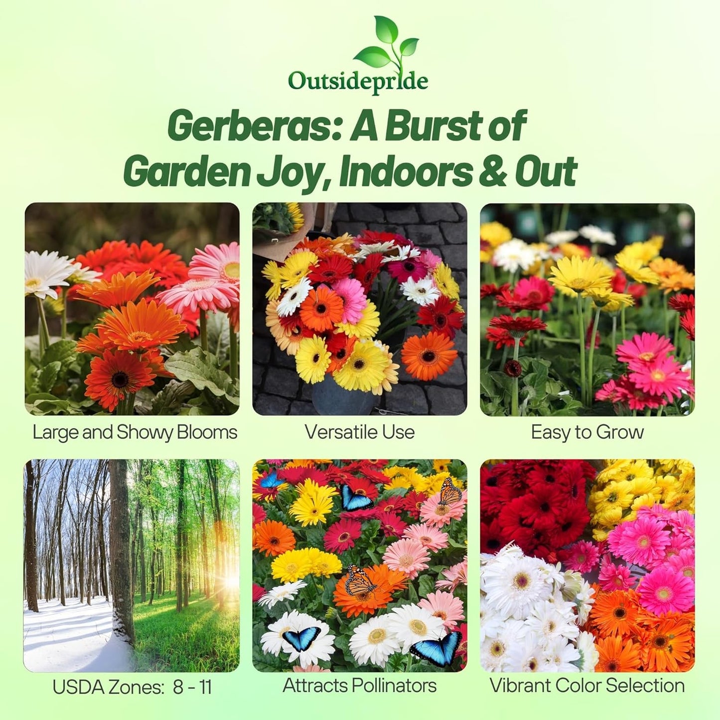 1 , A) 100 Seeds : Outsidepride Gerbera Mix - 100 Seeds - Seeds Ville