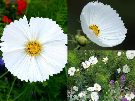 50+ SEEDS- Cosmos Flower Seeds Cupcake White Unique Cup Shaped Blooms. - Seeds Ville