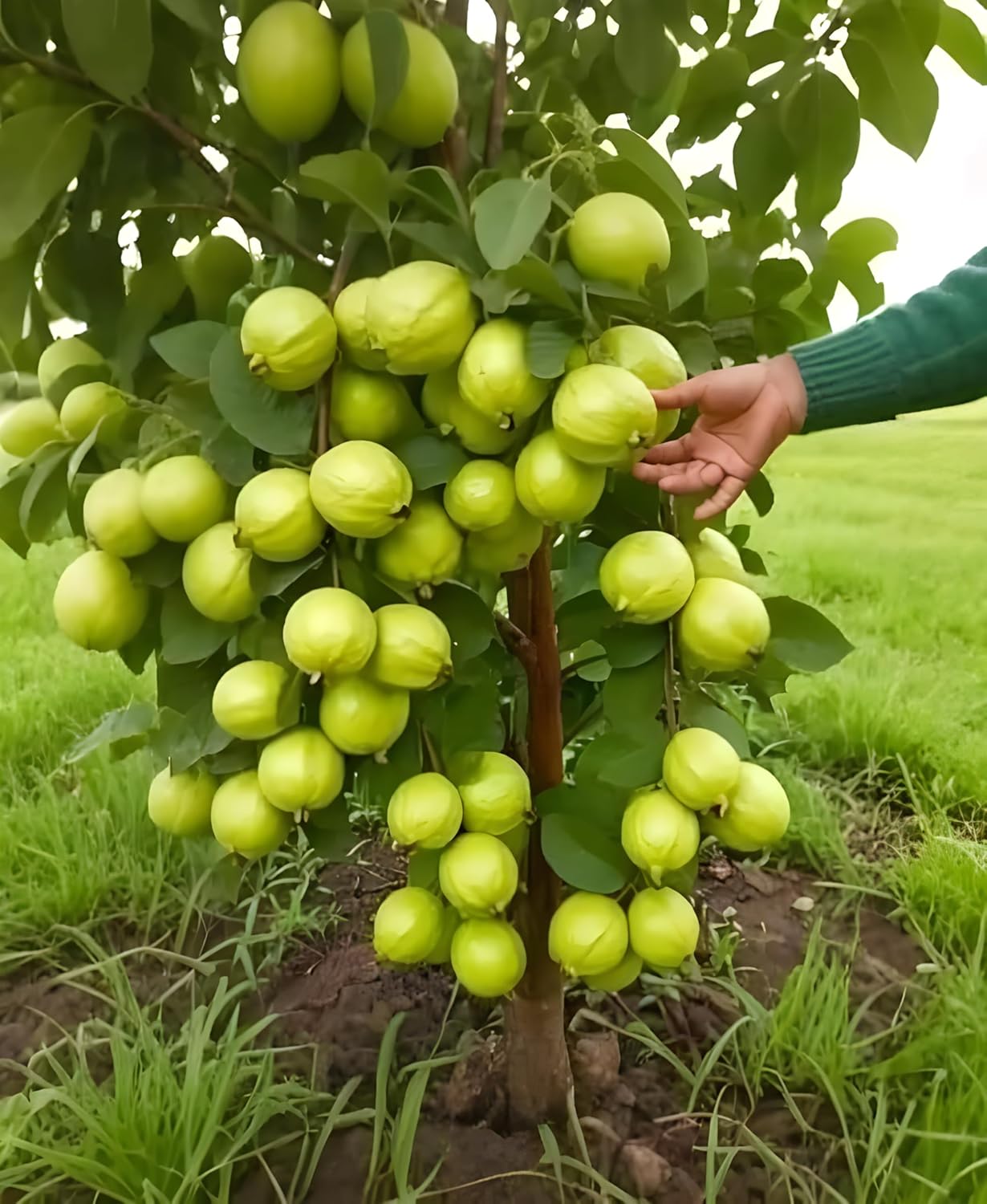 GreenCaart Thai Guava Plant Hybrid, All Seasons Sweet Variety, Seedless Amrud Tree, Pack of 1, Fruit After 1 Year - Seeds Ville